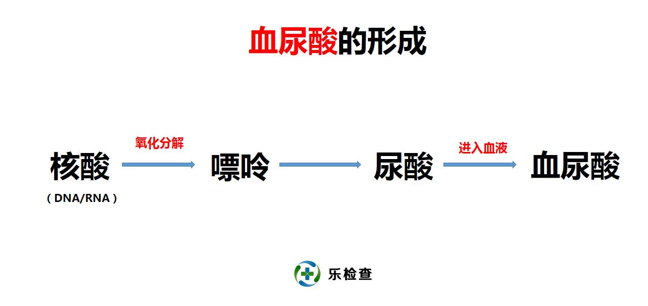 手把手教你看懂肾功能体检报告,教你肾功能化验单