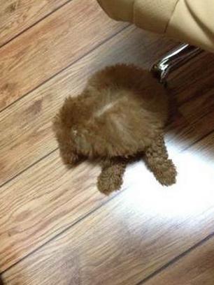 泰迪容易得皮肤病吗,泰迪得了皮肤病可以用艾叶洗澡吗