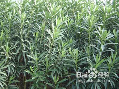 在野外没有绳子怎么做鱼竿,在没有绳子的情况下怎么制作绳索