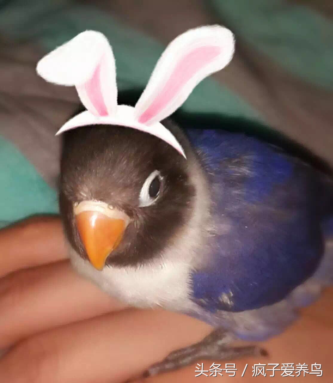 新手养牡丹鹦鹉养一只还是一对好,牡丹鹦鹉从小怎么养比较聪明