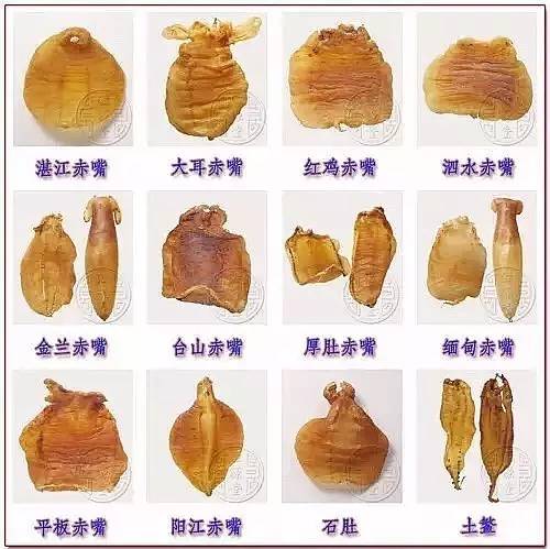 赤嘴鳘野生和养殖的区别,如何辨别野生赤嘴鳘