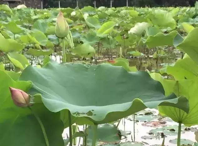 安溪由茶乡变成诈骗之乡,安溪为啥被称为诈骗之乡