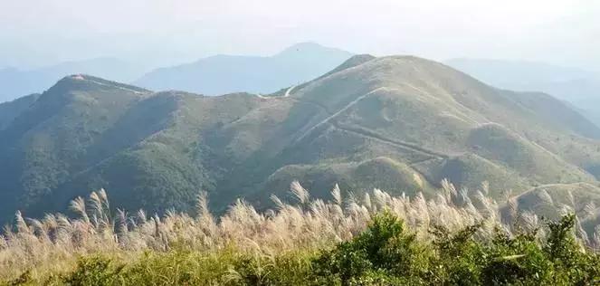 安溪由茶乡变成诈骗之乡,安溪为啥被称为诈骗之乡