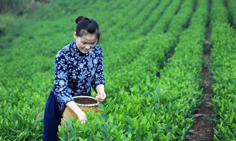 安溪由茶乡变成诈骗之乡,安溪为啥被称为诈骗之乡