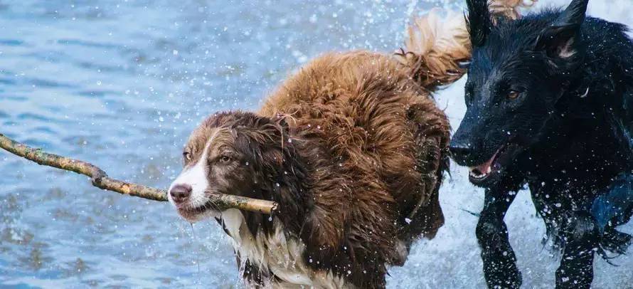 跑步碰到狗叫怎么办,跑步时遇到狗追怎么办