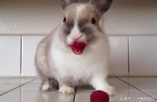 萌兔趁主人不在家偷擦口红？1秒变性感红唇，画面太辣眼了！