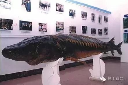 爱旅游的宜昌人不一定知道,出行用它据说能省好几千元!