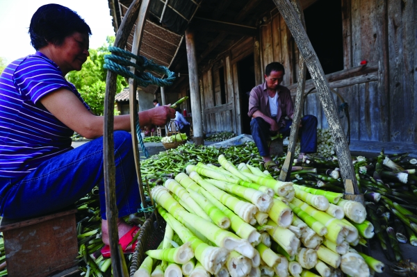 好竹连山觉笋香——记奉化羊尾笋腌制技艺