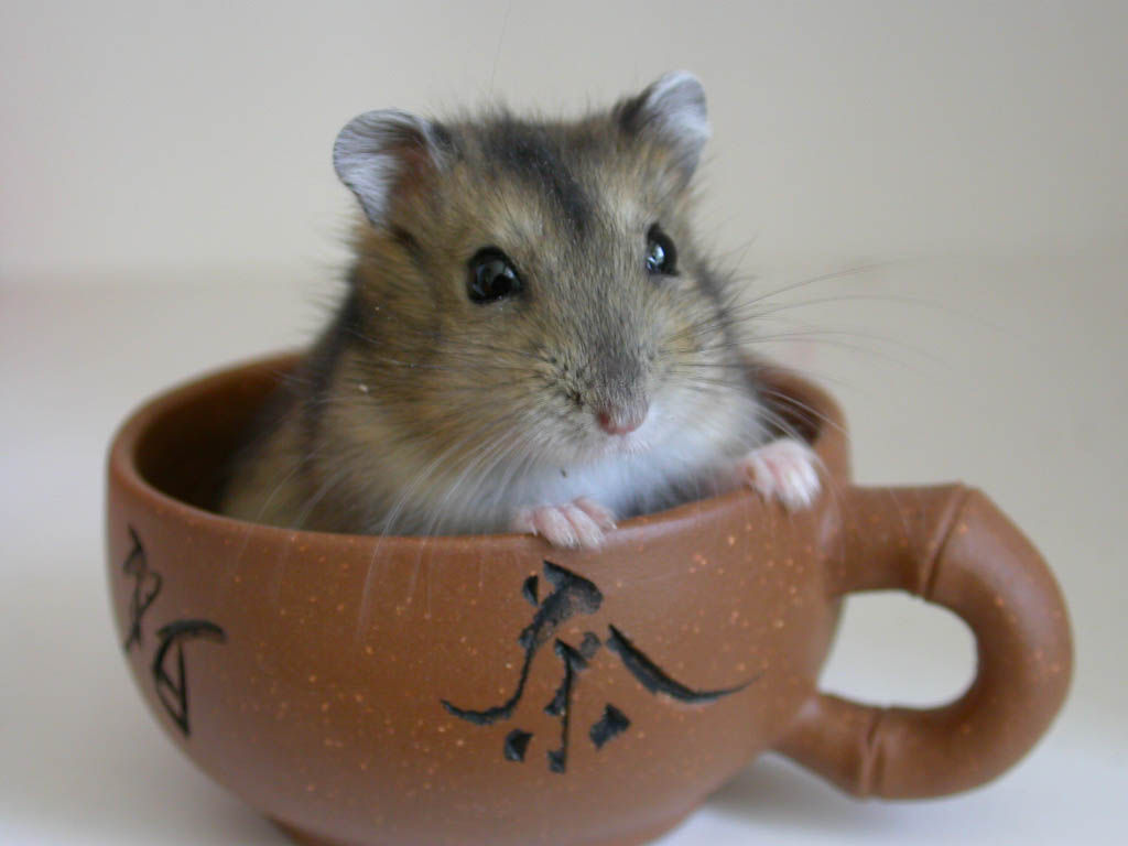 学生*党**白领的最爱小小仓鼠总有你不知道的秘密