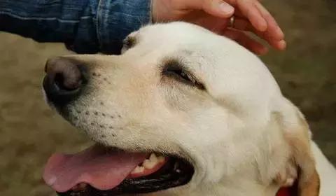 怀孕的狗狗一直哀嚎,怀孕狗狗反常焦躁走来走去还哼唧