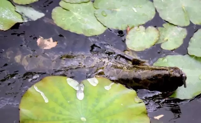 春季水草区打黑技巧,水草面怎么打黑