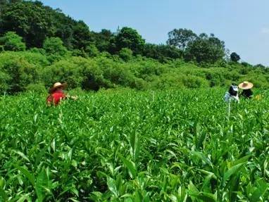 开学啦英语怎么学,学习茶学的好处