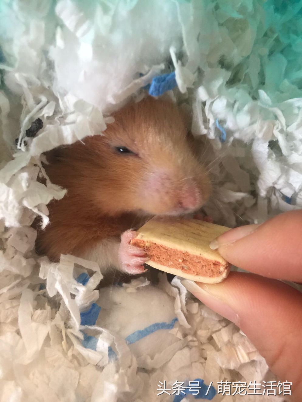 金丝熊日常需要准备的药物,仓鼠金丝熊适用的药品