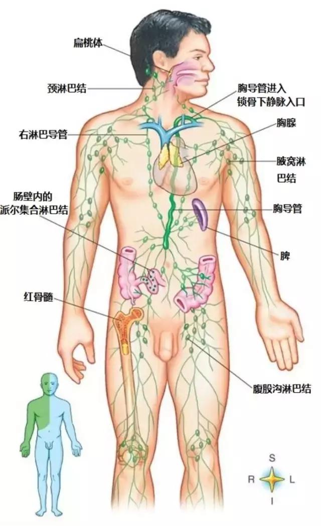 脖子上长了淋巴结要该怎么治,脖子淋巴结和腋下淋巴结都有肿大