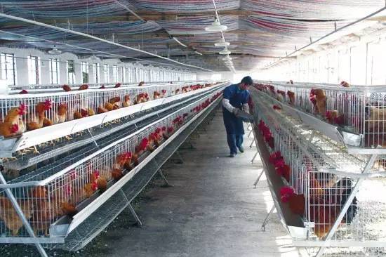 温氏资本怎么样,温氏集团模式