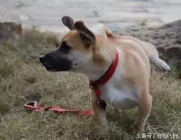 狗狗一直咬尾巴根部的处理办法,狗狗把尾巴咬出血还在继续咬