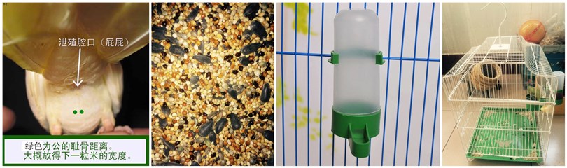 新手养牡丹鹦鹉养一只还是一对好,牡丹鹦鹉从小怎么养比较聪明