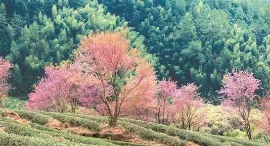 安溪由茶乡变成诈骗之乡,安溪为啥被称为诈骗之乡