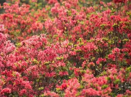 安溪由茶乡变成诈骗之乡,安溪为啥被称为诈骗之乡