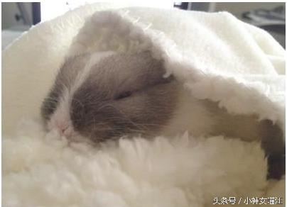 萌兔趁主人不在家偷擦口红？1秒变性感红唇，画面太辣眼了！