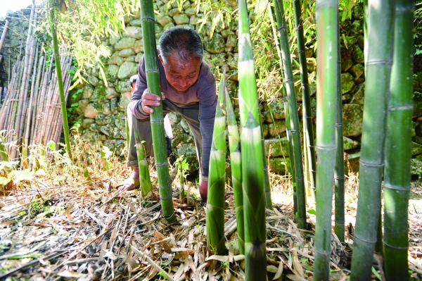 好竹连山觉笋香——记奉化羊尾笋腌制技艺