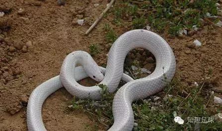 足球幽默文章,搞笑猜足球