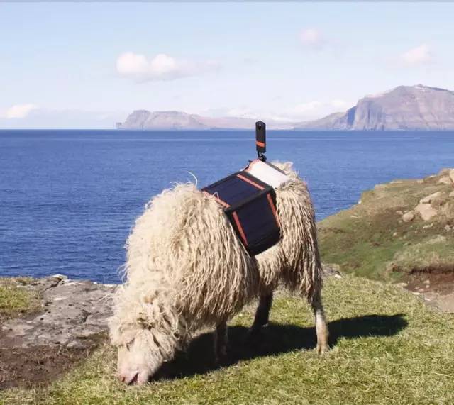 靠着七万只绵羊，这个世外桃源终于有了谷歌街景地图