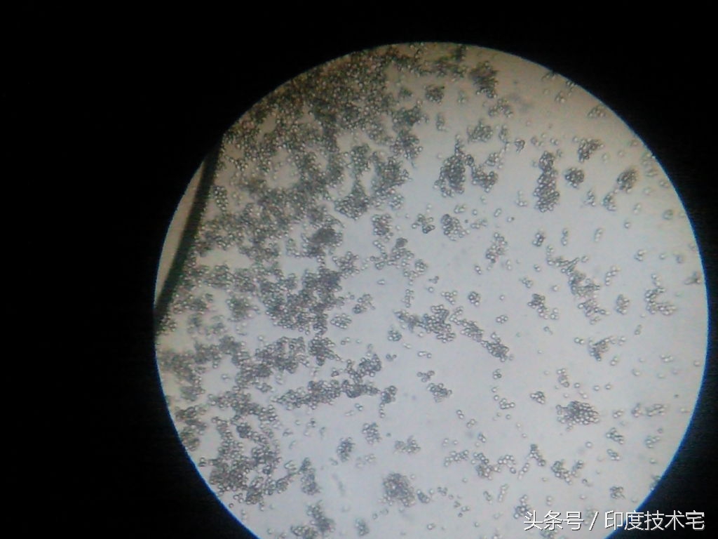 手机摄像机如何可以当显微镜使用,如何用旧手机的摄像头做显微镜