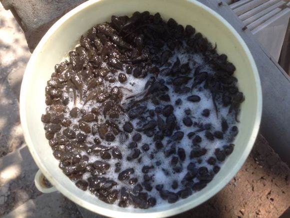 蝌蚪养殖黑鱼,蛙饵钓黑鱼