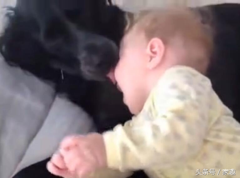 宠物狗舔了宝宝的嘴巴,狗狗舔狗宝宝