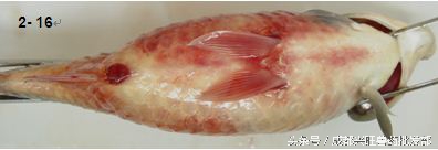 水产养殖鱼肠炎病的治疗方案,水产养殖鱼肠炎