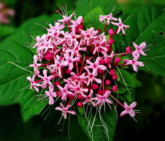 每日一花鲜花,每日一花之绣球花