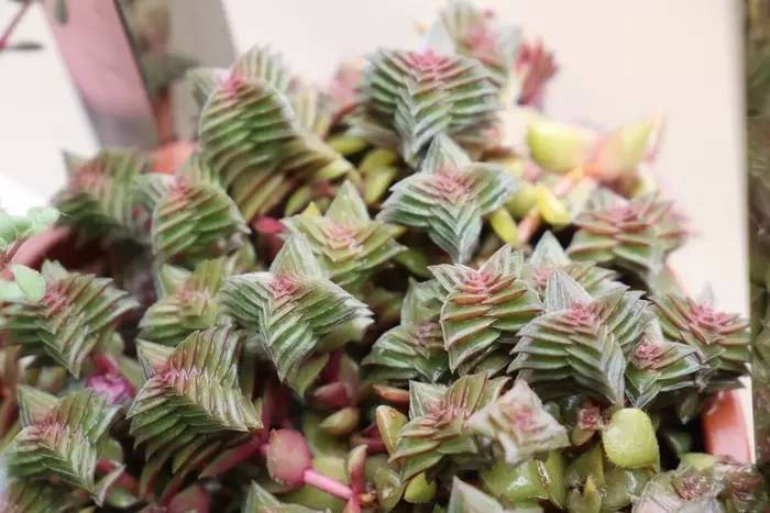 长得像宝塔的多肉,天鹅绒多肉为什么容易长成宝塔形