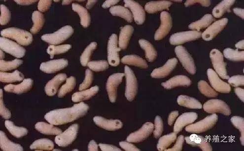 最全羊寄生虫病图谱及治疗处方(珍藏版)?