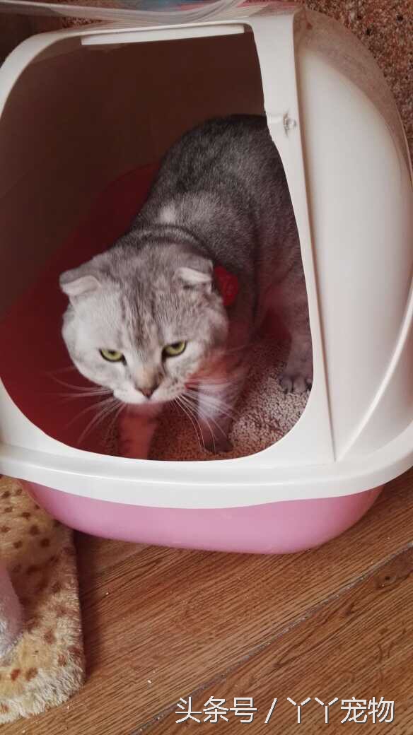 宠物狗布病怎么治疗,宠物常见疾病治疗及症状每日分享