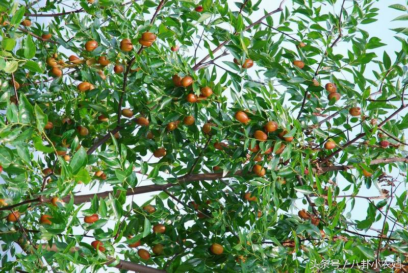 你们看看这枣子长得像小葫芦吗？这就是传说中的葫芦枣