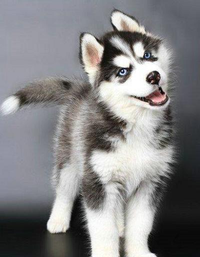 看到这样的哈士奇你们还想养吗,这只哈士奇居然长了六只眼睛