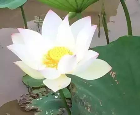 安溪由茶乡变成诈骗之乡,安溪为啥被称为诈骗之乡