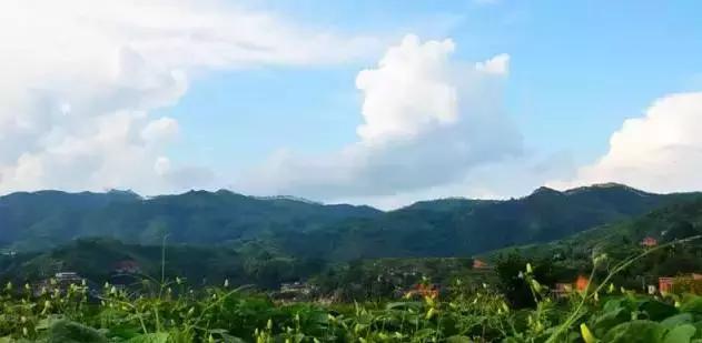 安溪由茶乡变成诈骗之乡,安溪为啥被称为诈骗之乡