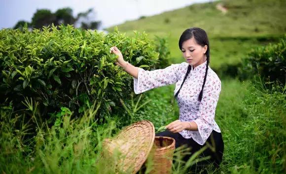 安溪由茶乡变成诈骗之乡,安溪为啥被称为诈骗之乡