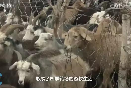 别再让孩子看《熊×》《×羊》了!看看CCTV-10吧