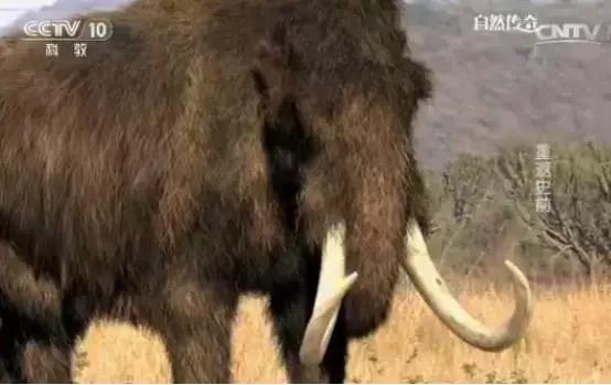 别再让孩子看《熊×》《×羊》了!看看CCTV-10吧