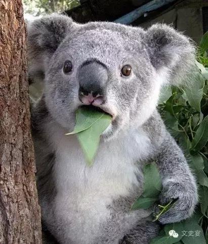 北宋的连环杀手,靠杀人杀成了一代名臣|文史宴