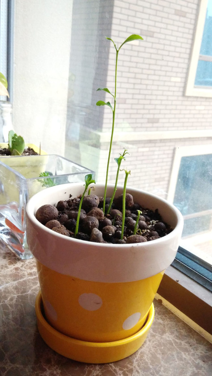 水果吃完以后的籽能种吗,吃完的水果种子不要扔