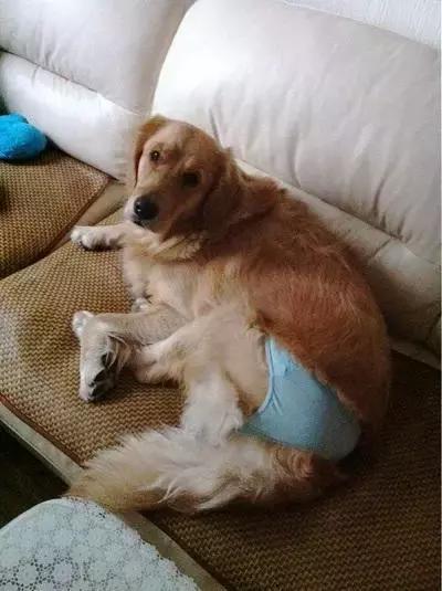 宠物狗每个月都要来大姨妈吗,宠物狗来大姨妈要注意什么