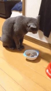 学生*党**白领的最爱小小仓鼠总有你不知道的秘密