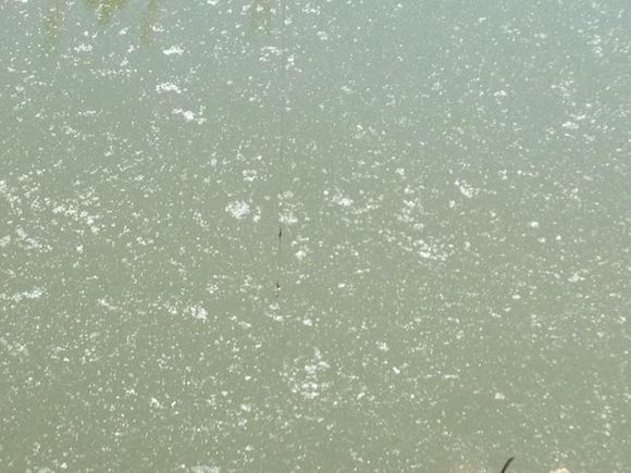 蝌蚪养殖黑鱼,蛙饵钓黑鱼