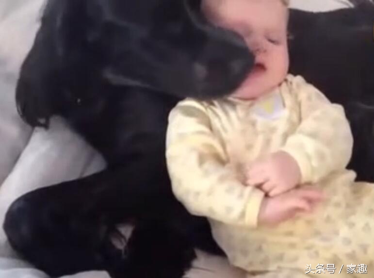 宠物狗舔了宝宝的嘴巴,狗狗舔狗宝宝
