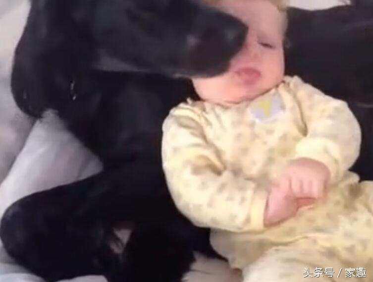 宠物狗舔了宝宝的嘴巴,狗狗舔狗宝宝