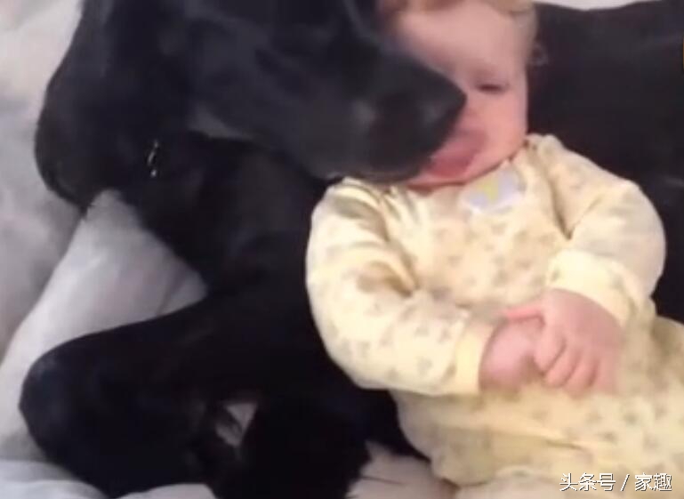 宠物狗舔了宝宝的嘴巴,狗狗舔狗宝宝